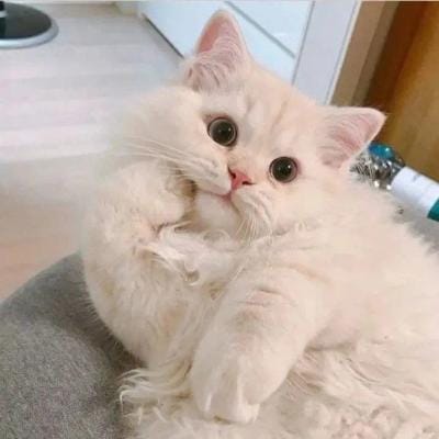 Chief_Gamer avatar